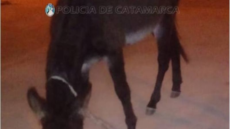 Buscan al dueño de una yegua suelta en la ruta 38, en Paclín