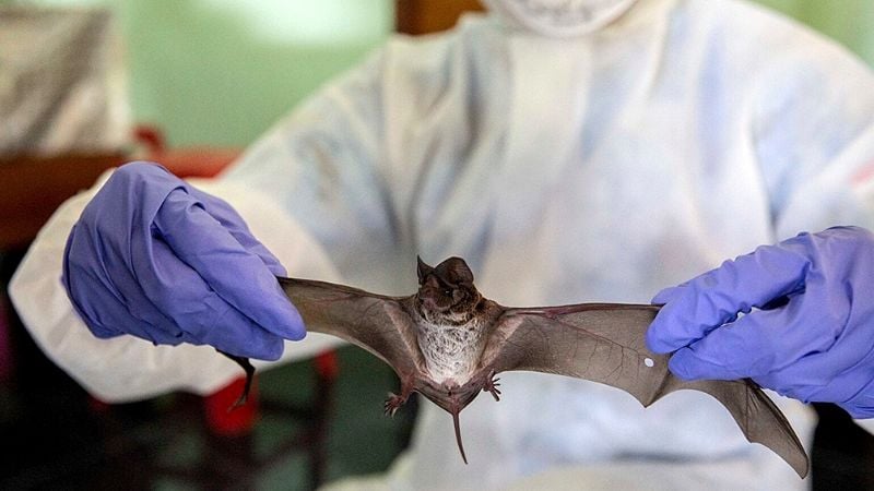 El coronavirus se habría propagado de murciélagos a través de otro animal