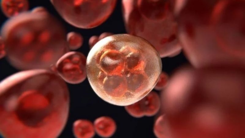Histórico: crean células que evitan que el cáncer se propague