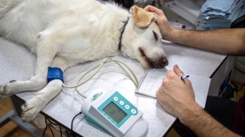 Rusia desarrolló la primera vacuna anti coronavirus para animales