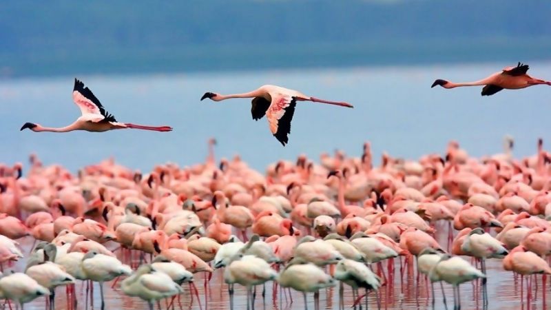 Finalizó el censo estival de flamencos en la Puna