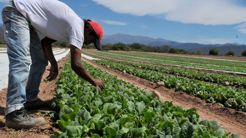 Convocatoria a productores tabacaleros