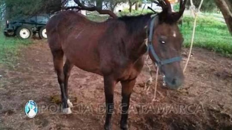 Secuestran animales en la ruta 38