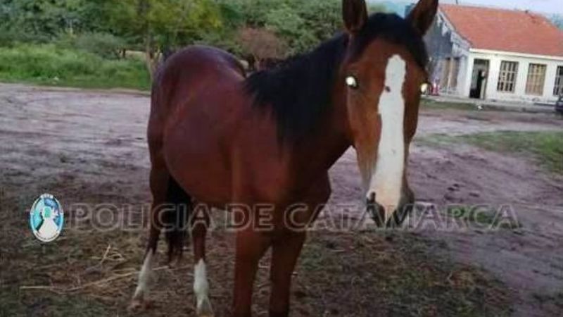 Secuestran animales en la ruta 38