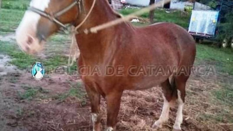 Secuestran animales en la ruta 38