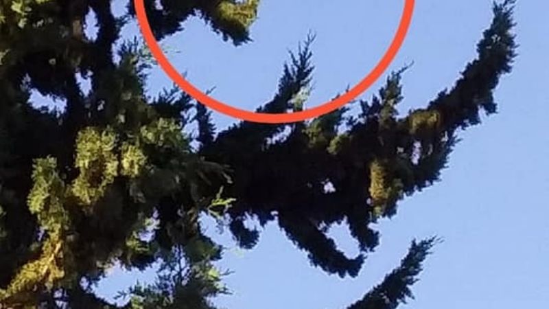 Extraen una bala de abejas que tenía en vilo a vecinos de FME