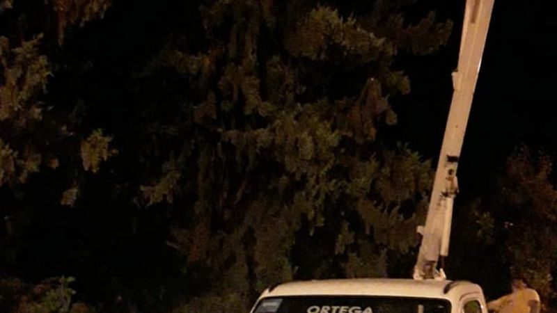 Extraen una bala de abejas que tenía en vilo a vecinos de FME