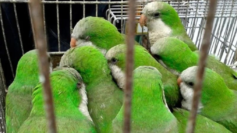 Alarma por casos de neumonía por el brote de una bacteria en aves en el país