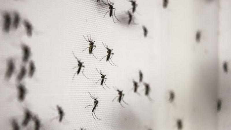 Qué pasa con los mosquitos que invaden gran parte del país