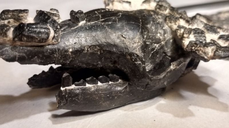 Descubren al quirquincho fósil de mayor tamaño del que se tiene registro