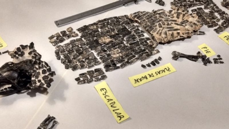 Descubren al quirquincho fósil de mayor tamaño del que se tiene registro