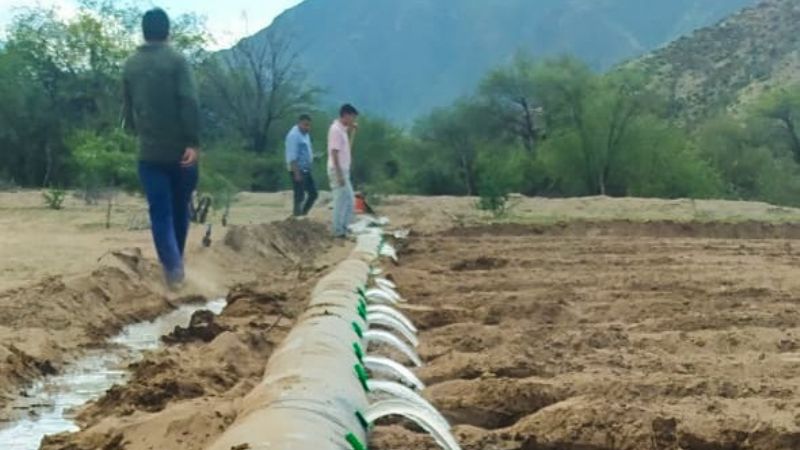 Tinogasta realiza un ensayo productivo en el cultivo del ajo
