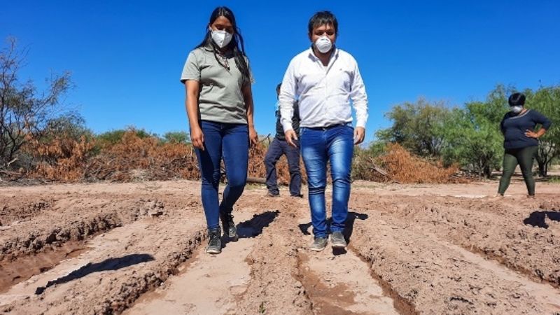 Tinogasta realiza un ensayo productivo en el cultivo del ajo