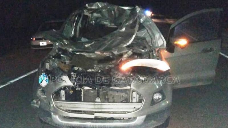 Chocó contra un animal suelto