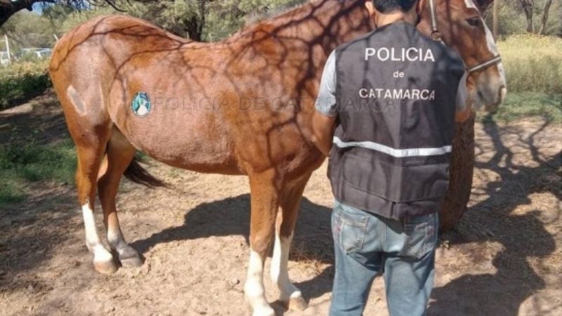 En un allanamiento recuperan un caballo