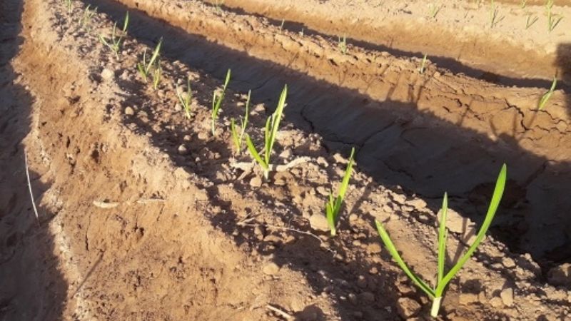 AICAT firmó convenios para la plantación y cultivo de ajo en la región