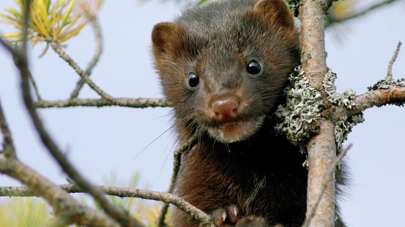 Trabajan para que el virus de humanos no llegue a los animales