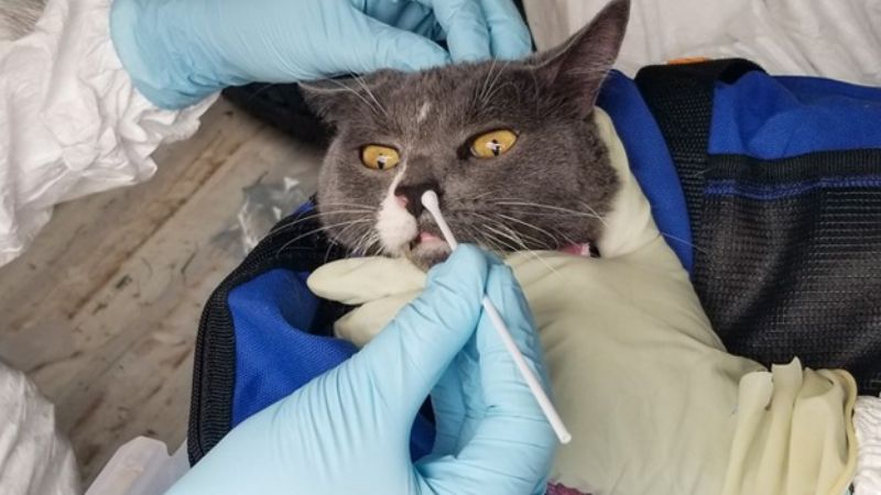 Trabajan para que el virus de humanos no llegue a los animales