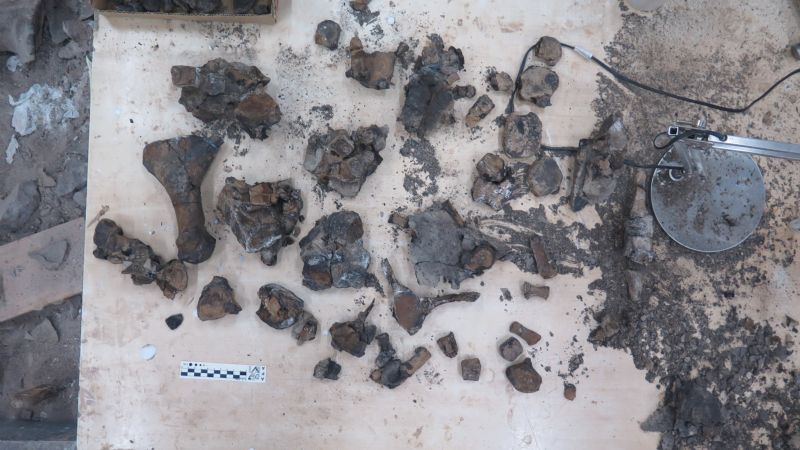 Detectan dimorfismo sexual en una especie de elasmosáurido