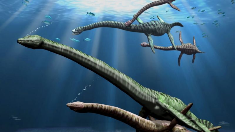 Detectan dimorfismo sexual en una especie de elasmosáurido