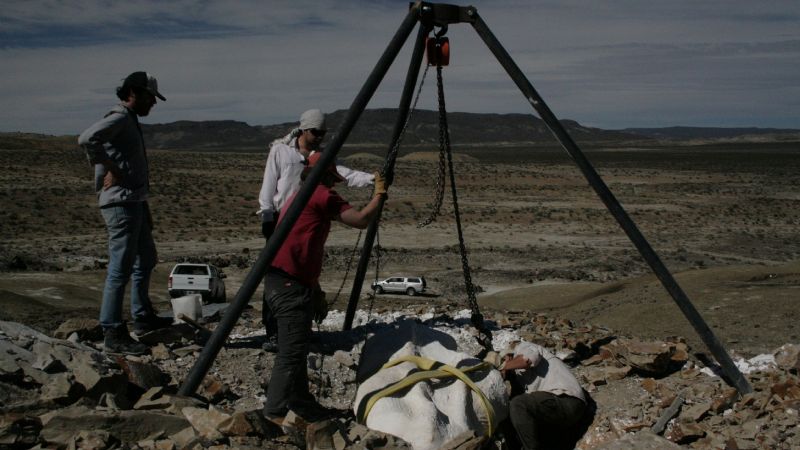 Detectan dimorfismo sexual en una especie de elasmosáurido