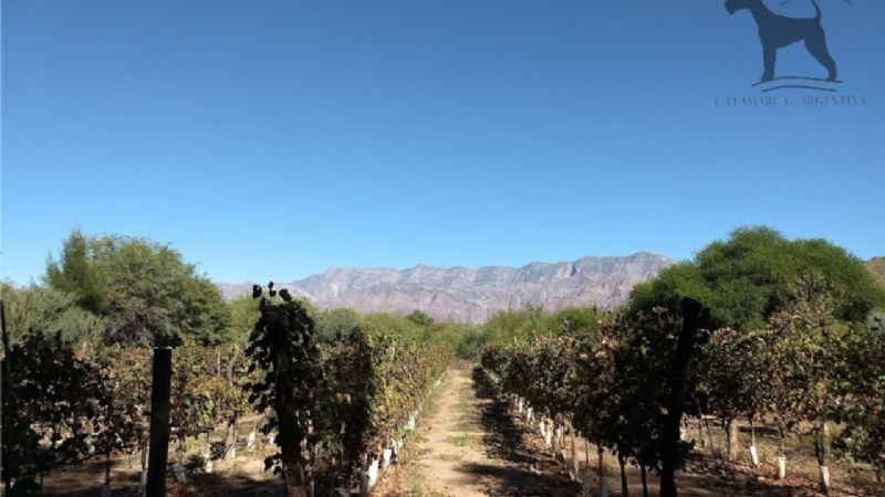 Perro Guardián, la primera “Bodega Turística” en Catamarca