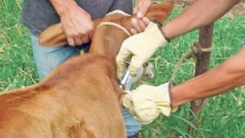 Mujeres rurales preocupadas por la mortandad de animales