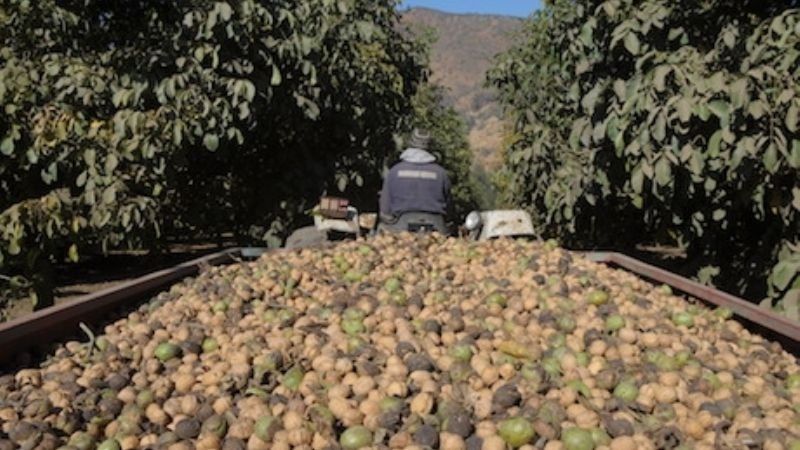 La mano de obra catamarqueña al frente de las cosechas