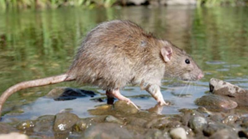 Generan simulaciones para advertir posibles brotes de leptospirosis