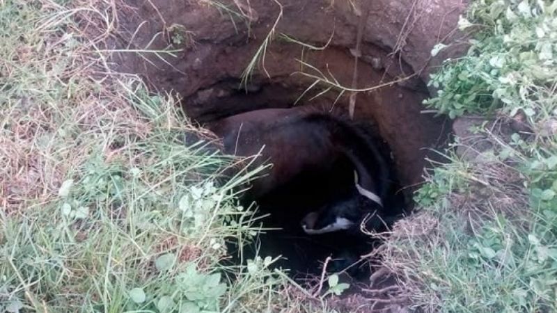 Rescatan a un hombre y su caballo que cayeron a un pozo ciego