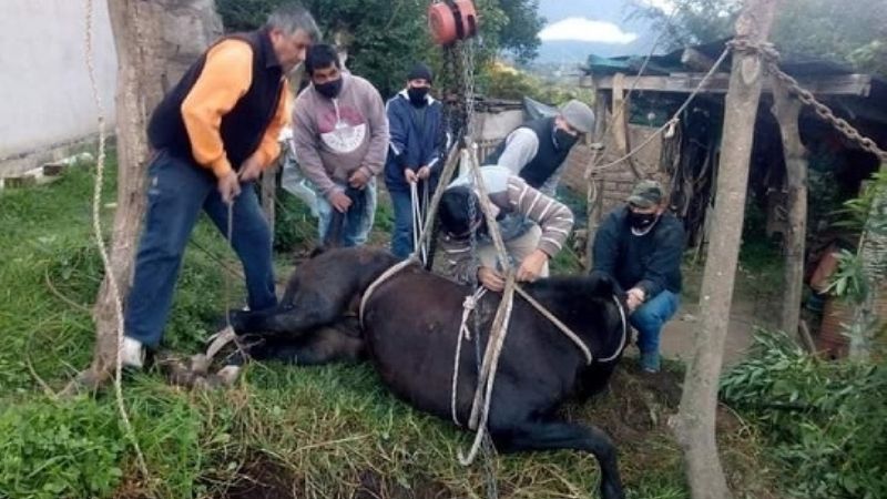 Rescatan a un hombre y su caballo que cayeron a un pozo ciego