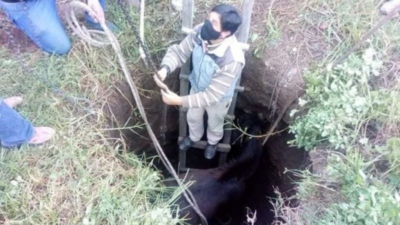 Rescatan a un hombre y su caballo que cayeron a un pozo ciego