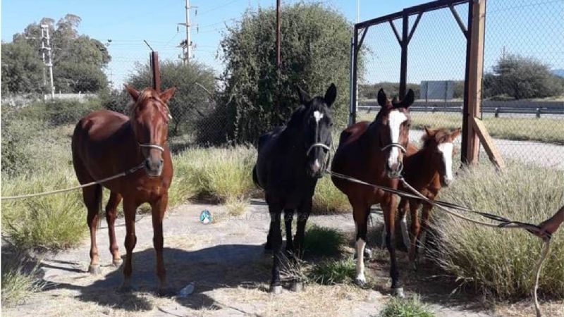 Secuestran animales sueltos en el Hospital Malbrán
