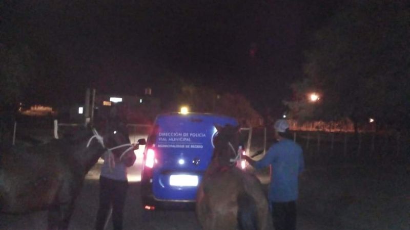 Secuestro de animales sueltos en las calles de Recreo