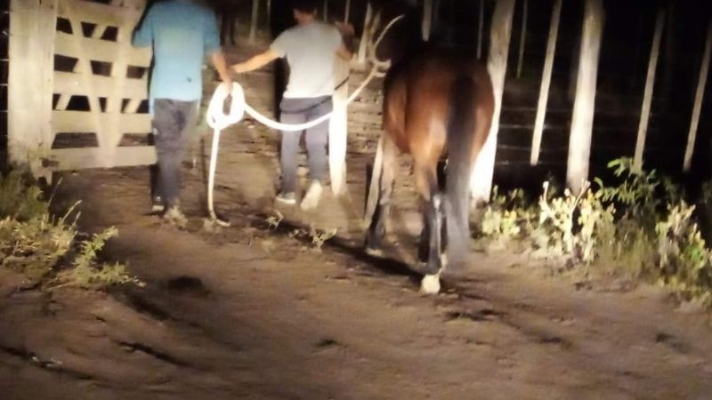 Secuestro de animales sueltos en las calles de Recreo