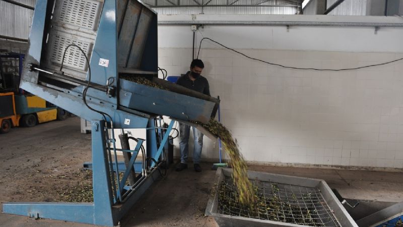 La Planta Piloto de aceite de oliva sigue produciendo en pandemia