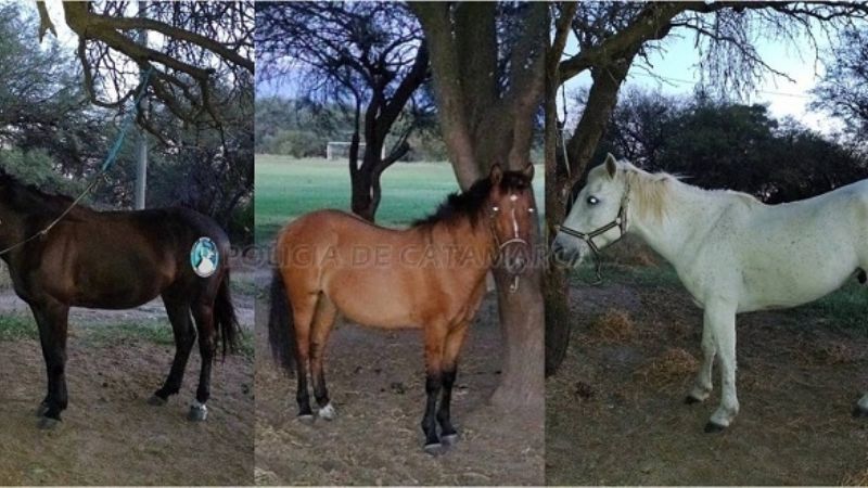 Retiran animales sueltos de la Ruta Nacional N°38