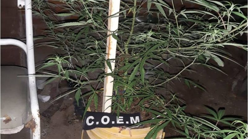 Secuestran dos plantas de marihuana tras un hecho de violencia de género