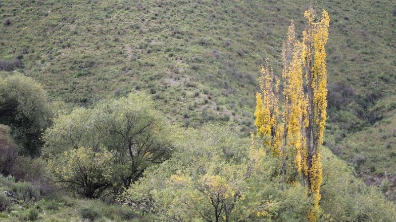 El “gracias” a la Virgen del Cerro, en los Altos de Arena