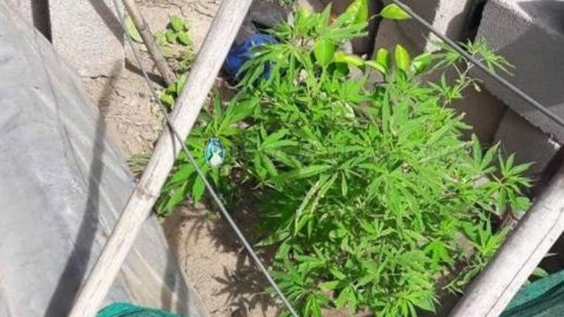 Secuestran una planta de marihuana