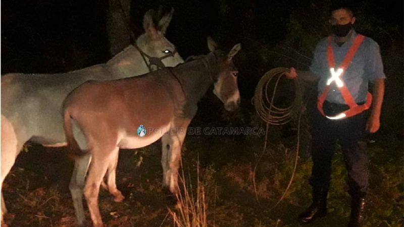 Secuestran dos animales sueltos en Santa Rosa