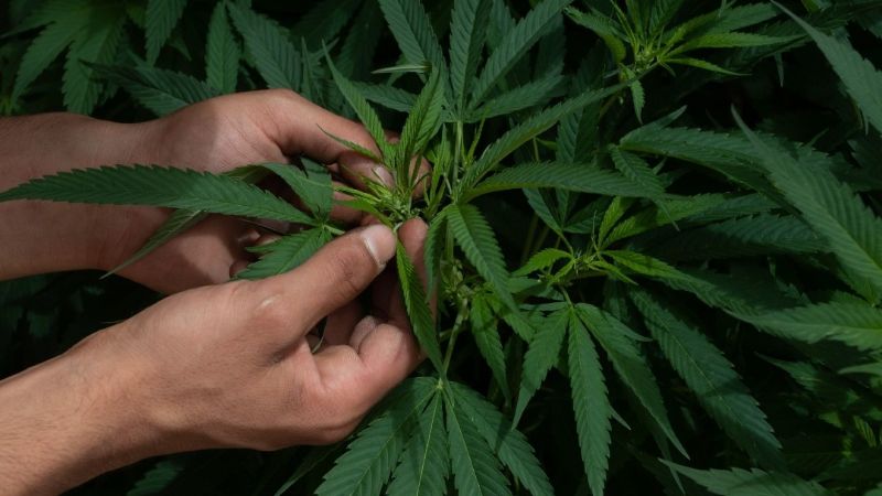 Inspeccionan un taller mecánico y encuentran una planta de marihuana
