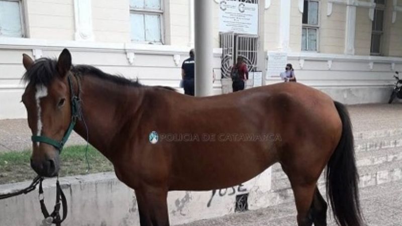 Secuestran un animal suelto en pleno centro