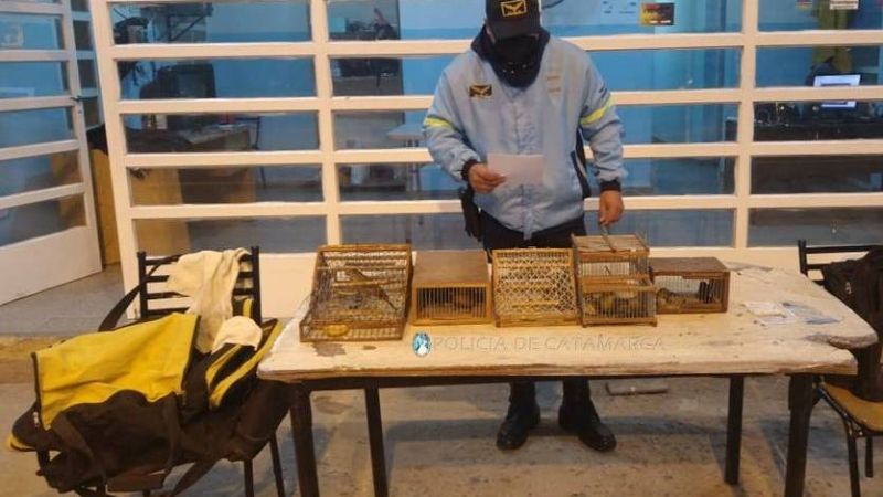 Secuestran aves canoras en Valle Viejo