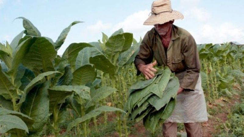 Tabacaleros en alerta por el destino de un porcentaje del FET