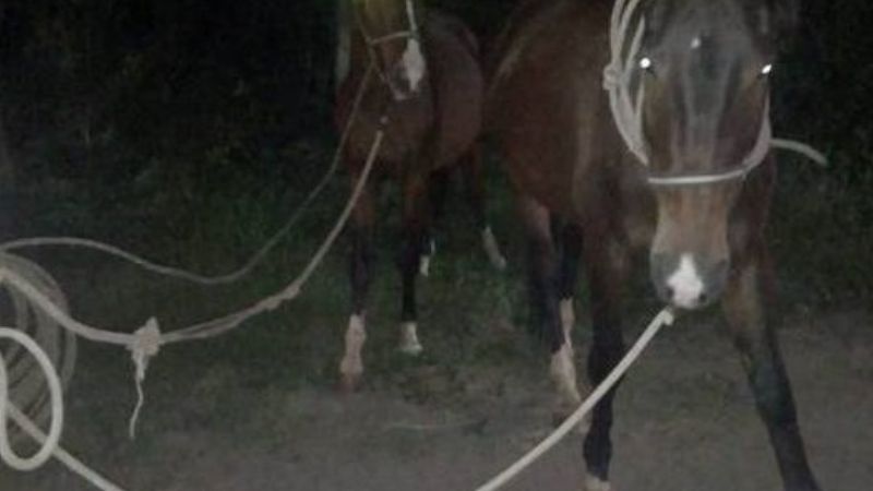 Secuestran animales sueltos en Pozo El Mistol