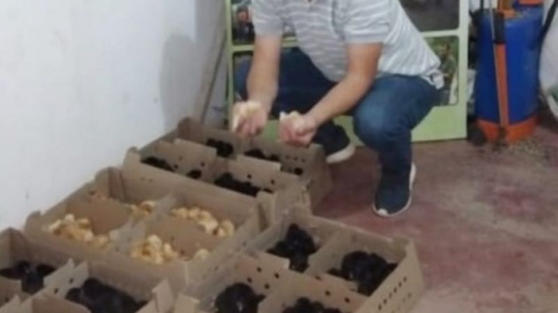 Entregaron 800 pollitos a más de 70 familias en Recreo