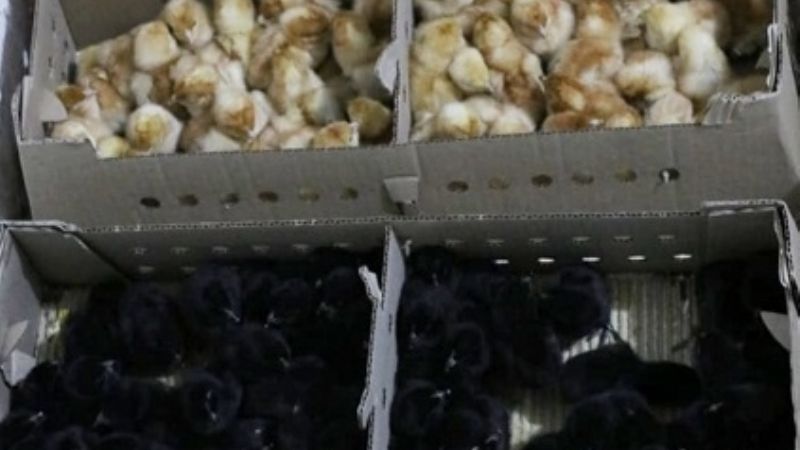 Entregaron 800 pollitos a más de 70 familias en Recreo