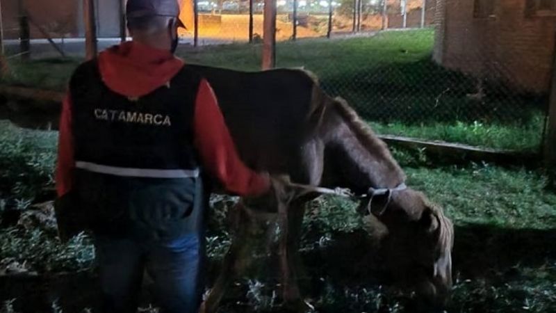 Recuperan un caballo robado