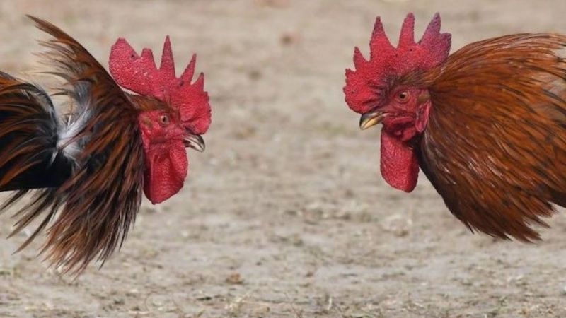 Rechazan proyecto sobre las riñas de gallo